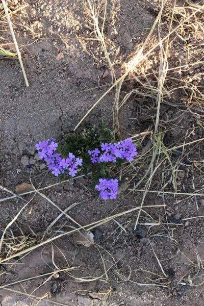 The Old Man Speaks_2093